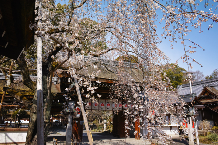 京都,平野神社,しだれ桜(DP1Q0101,5.6,19 mm)2015yaotomi_.jpg