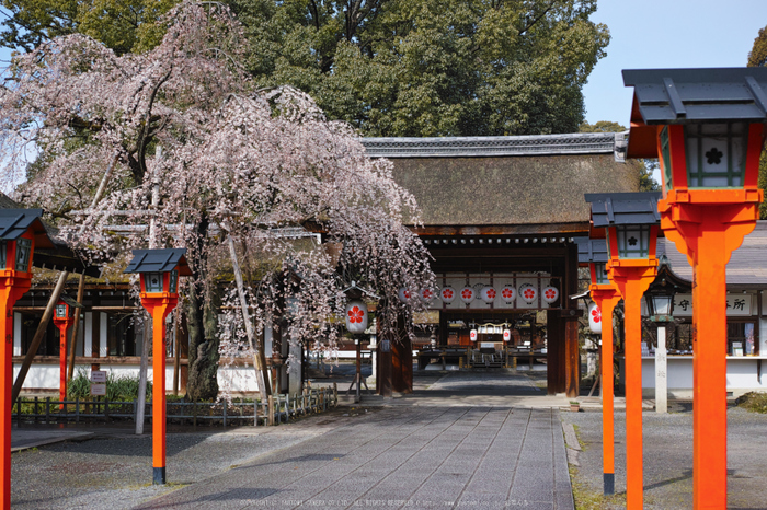 京都,平野神社,しだれ桜(DP2Q0062,4,30 mm)2015yaotomi_.jpg