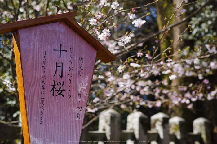 京都,平野神社,しだれ桜(DP2Q0065,4,30 mm)2015yaotomi_.jpg