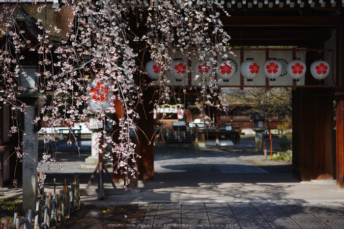 京都,平野神社,しだれ桜(DP3Q0586,2.8,50 mm)2015yaotomi_.jpg