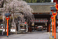 京都,平野神社,しだれ桜(DP3Q0595,4,50 mm,FULL)2015yaotomi_ 1.jpg