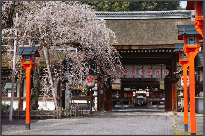 京都,平野神社,しだれ桜(DP3Q0595,4,50-mm,Top)2015yaotomi_-1.jpg