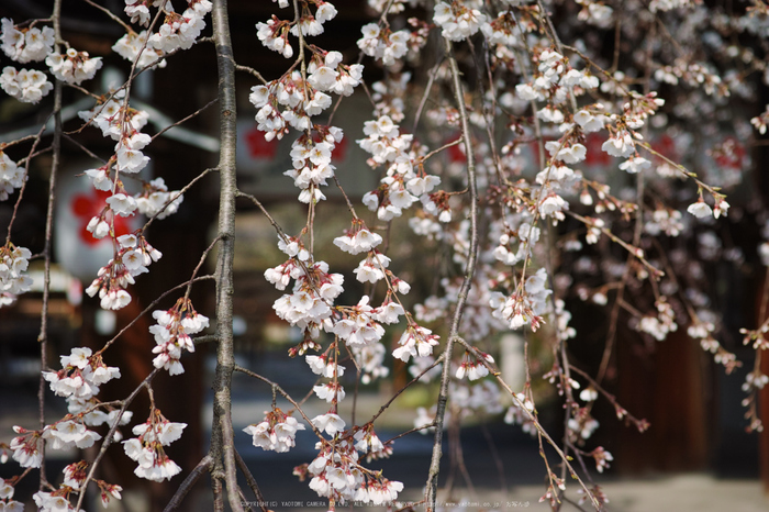京都,平野神社,しだれ桜(DP3Q0601,3.5,50 mm)2015yaotomi_.jpg