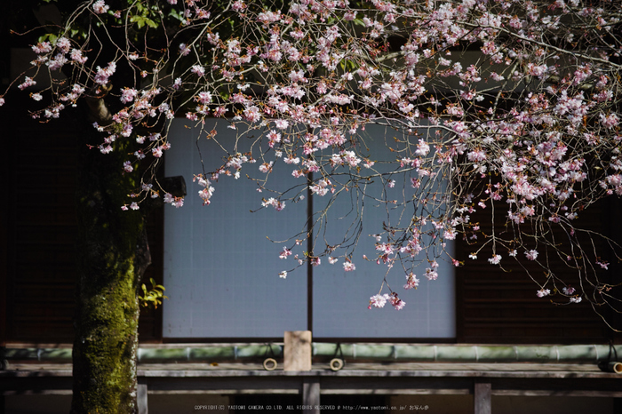 京都,平野神社,しだれ桜(DP3Q0617,2.8,50 mm)2015yaotomi_.jpg
