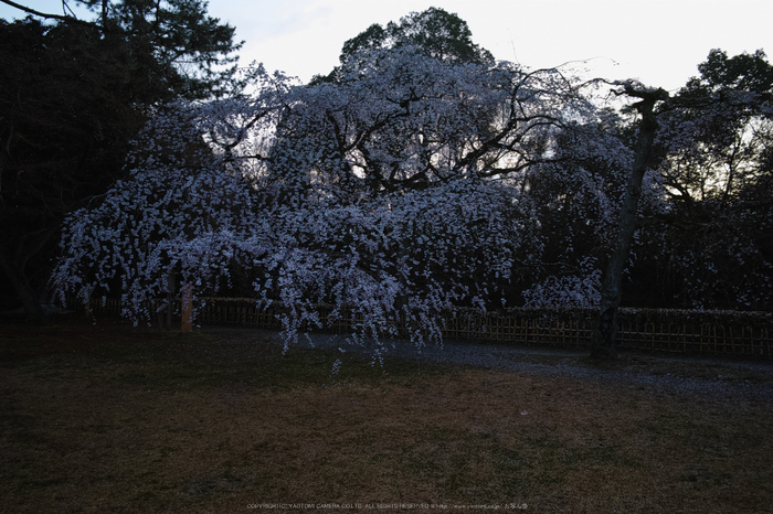 京都御苑,近衛邸跡(DP1Q0047,4.5,RAW)2015yaotomi.jpg