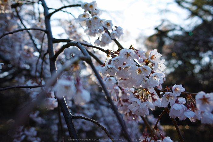 京都御苑,近衛邸跡(DP1Q0081,3.2,RAW)2015yaotomi.jpg