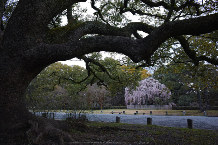 京都御苑,近衛邸跡(DP1Q0088,5.6,RAW)2015yaotomi.jpg