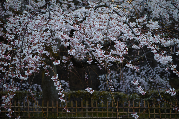 京都御苑,近衛邸跡(DP3Q0454,4,RAW)2015yaotomi.jpg