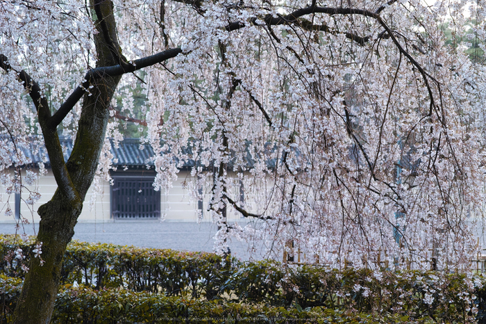 京都御苑,近衛邸跡(DP3Q0474,5,RAW)2015yaotomi.jpg