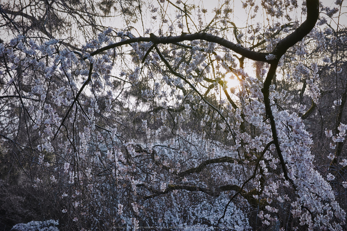 京都御苑,近衛邸跡(DP3Q0500,6.3,RAW)2015yaotomi.jpg