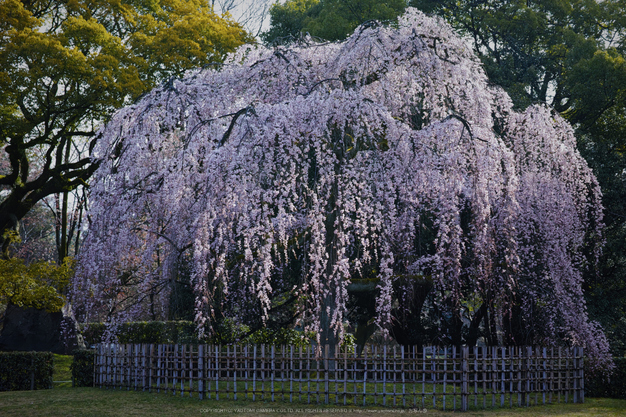 京都御苑,近衛邸跡(DP3Q0555,5.6,RAW)2015yaotomi.jpg