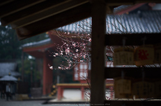 写真散歩会(DSCF0287,X-T1)2015yaotomi.jpg