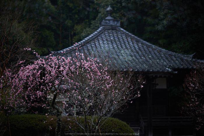 写真散歩会(DSCF0292,X-T1)2015yaotomi.jpg