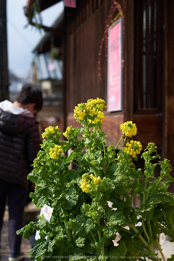 写真散歩会(DSCF0307,X-T1)2015yaotomi.jpg