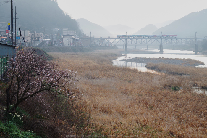 吉野川,朝景(KS2_2063,55 mm,f-5,KS2)2015yaotomi.jpg