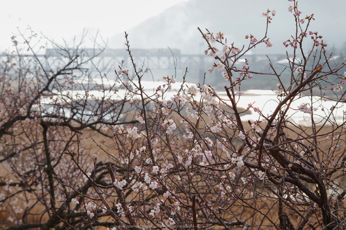 吉野川,朝景(KS2_2077,70 mm,f-10,KS2)2015yaotomi.jpg