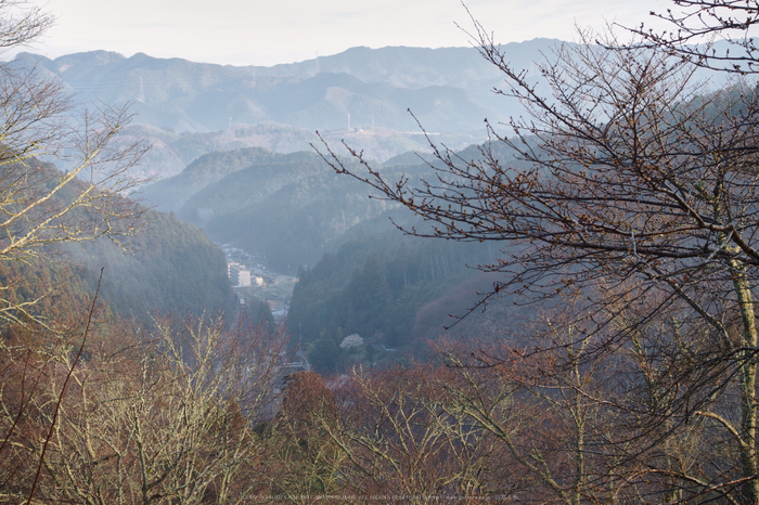 吉野川,朝景(KS2_2116,40 mm,f-6.3,KS2)2015yaotomi.jpg