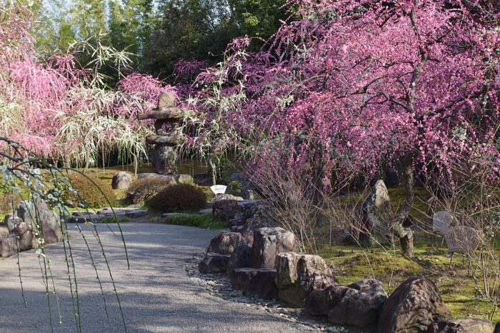 城南宮,梅花(KS2_0907,43 mm,f-8,KS2)2015yaotomi_.jpg