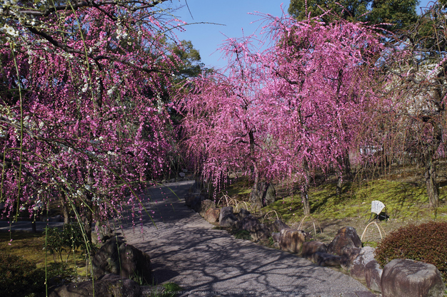 城南宮,梅花(KS2_0921,23 mm,f-8,KS2)2015yaotomi_.jpg