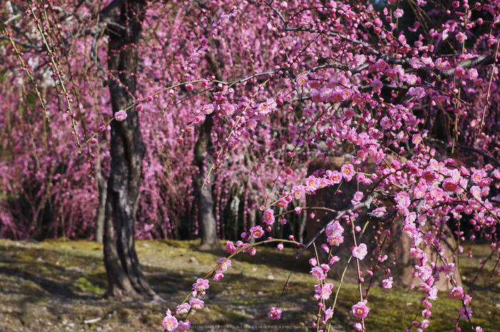 城南宮,梅花(KS2_0933,50 mm,f-8,KS2)2015yaotomi_.jpg