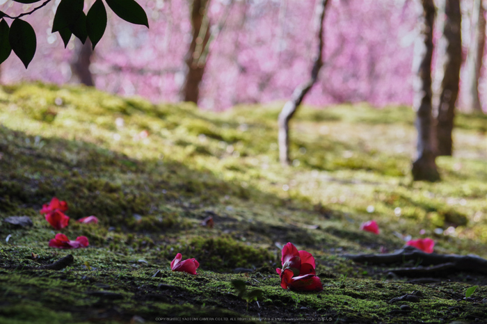 城南宮,梅花(KS2_0972,115 mm,f-6.3,KS2)2015yaotomi_.jpg