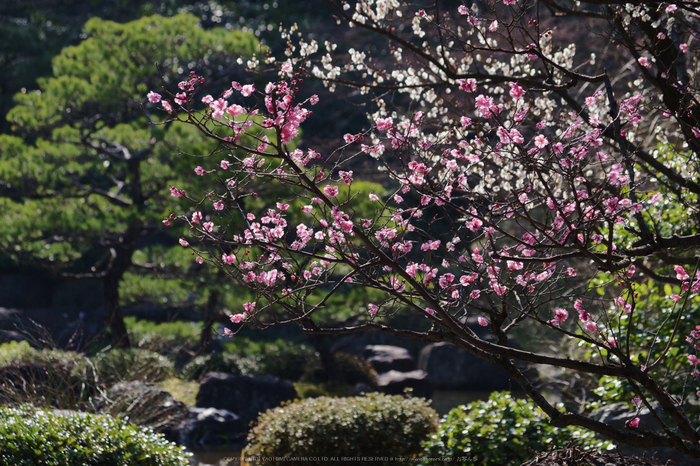 城南宮,梅花(KS2_1023,138 mm,f-7.1,KS2)2015yaotomi_.jpg