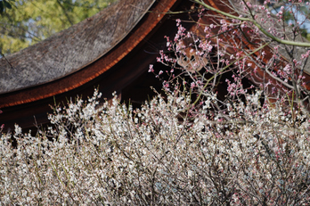 城南宮,梅花(KS2_1046,200 mm,f-7.1,KS2)2015yaotomi_.jpg