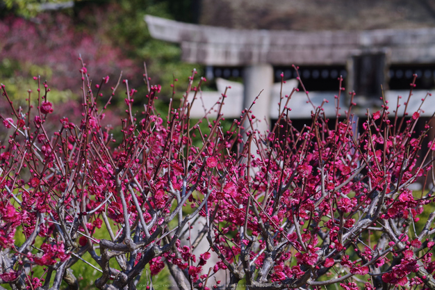 城南宮,梅花(KS2_1052,125 mm,f-7.1,KS2)2015yaotomi_.jpg