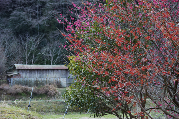 明日香,栢森(DP3Q0393,f-4,dp3Q)2015yaotomi_.jpg