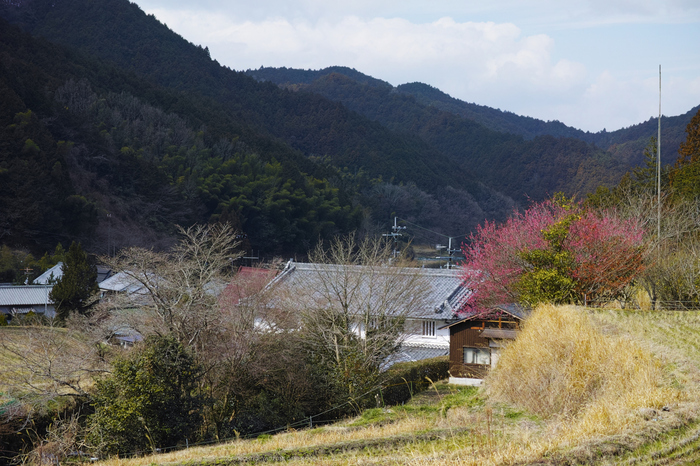 明日香,梅(DP3Q0391,f-4,dp3Q)2015yaotomi_.jpg