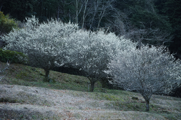 明日香,梅花(DP3Q0219,f-3.2,dp3Q)2015yaotomi_ 2.jpg