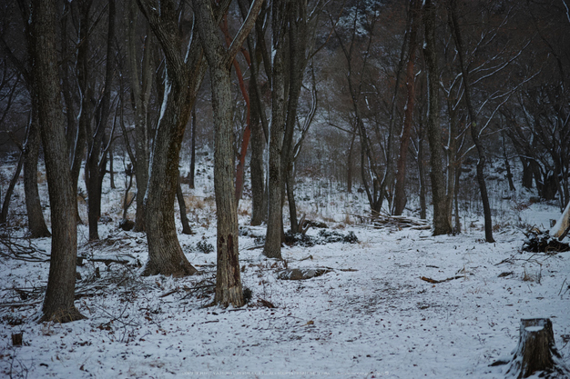 曽爾,屏風岩公苑,雪景(DP3Q0023,f-2.8,dp3Q)2015yaotomi_.jpg