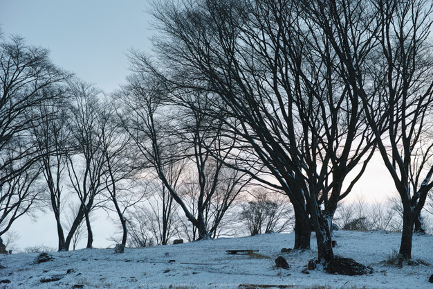 曽爾,屏風岩公苑,雪景(DP3Q0046b,f-5,dp3Q)2015yaotomi_.jpg