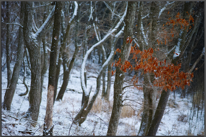 曽爾,屏風岩公苑,雪景(DP3Q0073,Top)2015yaotomi_.jpg