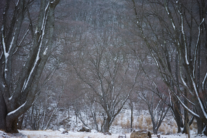 曽爾,屏風岩公苑,雪景(DP3Q0100,f-2.8,dp3Q)2015yaotomi_.jpg