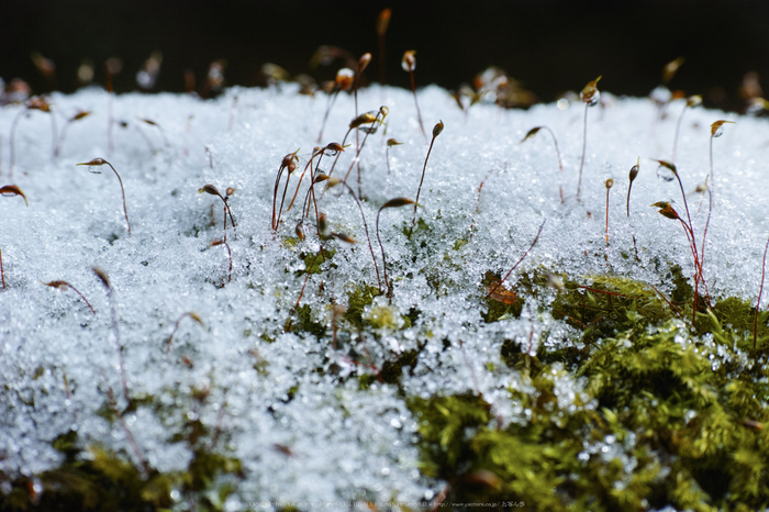 曽爾,屏風岩公苑,雪景(DP3Q0214,f-7.1,dp3Q)2015yaotomi_.jpg