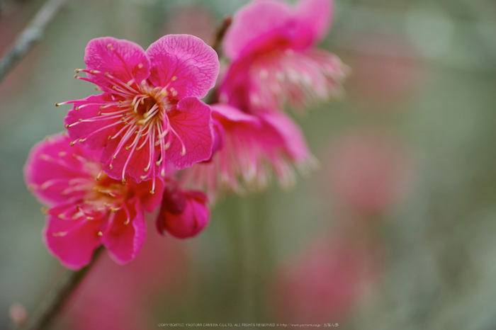 曽爾,屏風岩公苑,雪景(DP3Q0224a,f-3.2,dp3Q)2015yaotomi_.jpg