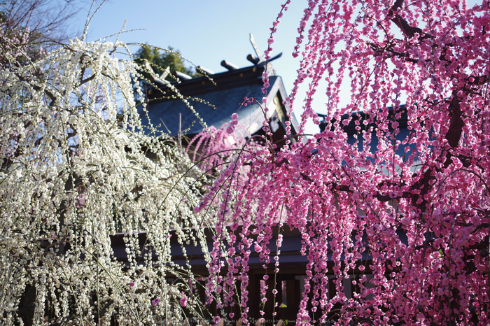 結城神社,梅花(KS2_1630,33 mm,f-3.5,KS2)2015yaotomi_.jpg