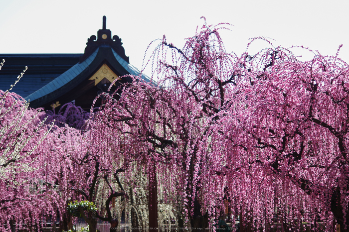 結城神社,梅花(KS2_1640,78 mm,f-4,KS2)2015yaotomi_.jpg