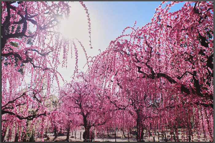 結城神社,梅花(KS2_1659,15-mm,f-9,Top)2015yaotomi_.jpg