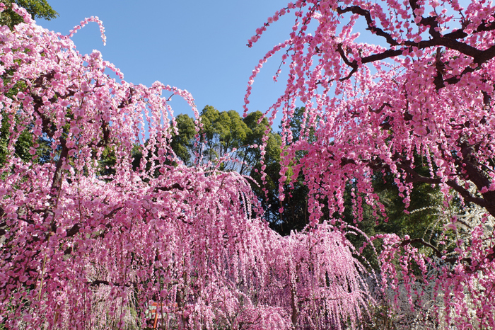 結城神社,梅花(KS2_1664,15 mm,f-9,KS2)2015yaotomi_.jpg