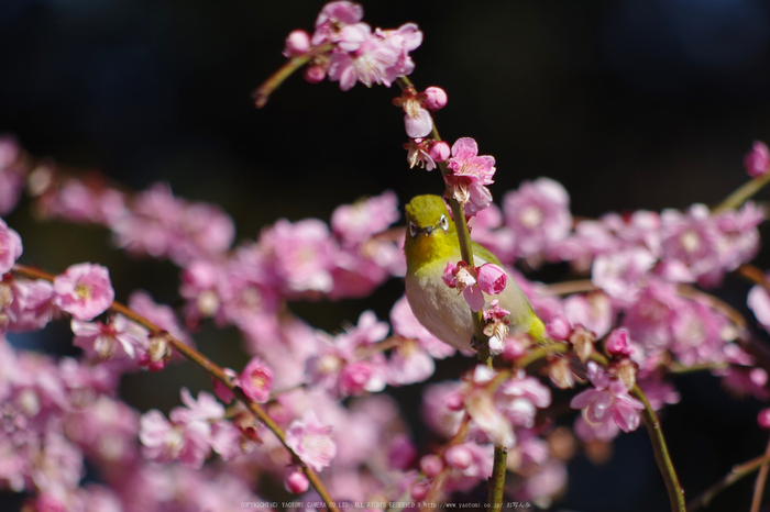 結城神社,梅花(KS2_1768,300 mm,f-6.3,KS2)2015yaotomi_ 1.jpg