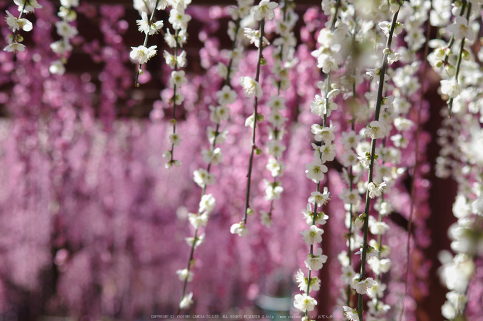 結城神社,梅花(KS2_1839,63 mm,f-5.6,KS2)2015yaotomi_.jpg