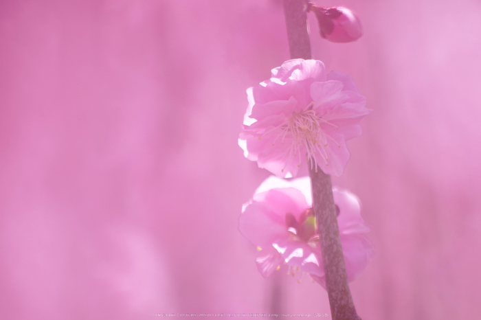 結城神社,梅花(KS2_1841,300 mm,f-5.8,KS2)2015yaotomi_.jpg