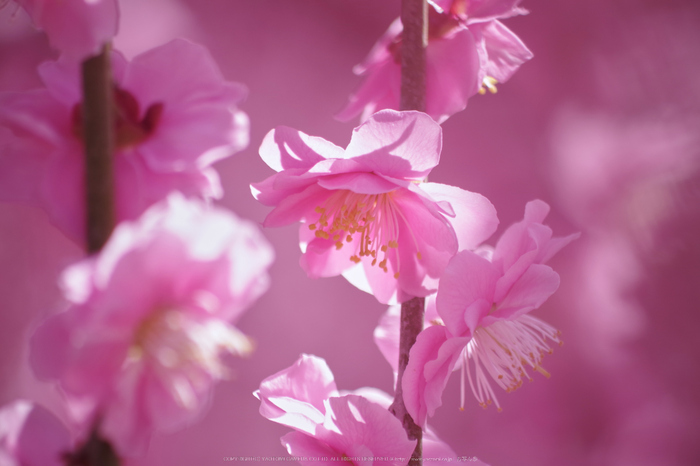 結城神社,梅花(KS2_1849,300 mm,f-6.3,KS2)2015yaotomi_ 2.jpg