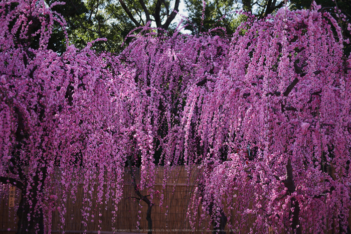 結城神社,梅花(KS2_1911,35 mm,f-2.8,KS2)2015yaotomi_.jpg