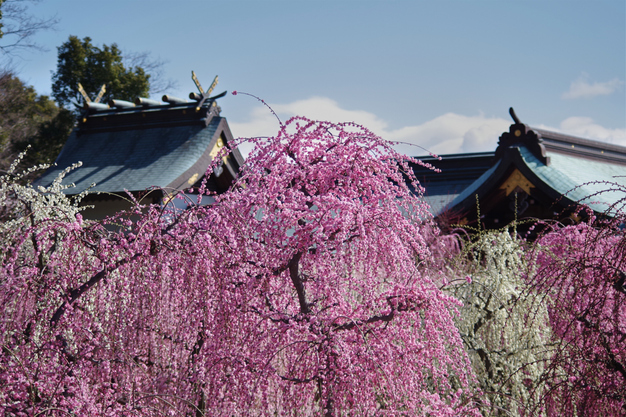 結城神社,梅花(KS2_1918,70 mm,f-4,KS2)2015yaotomi_.jpg