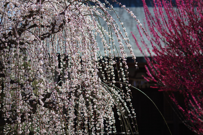 結城神社,梅花(KS2_1927,55 mm,f-1.8,KS2)2015yaotomi_.jpg