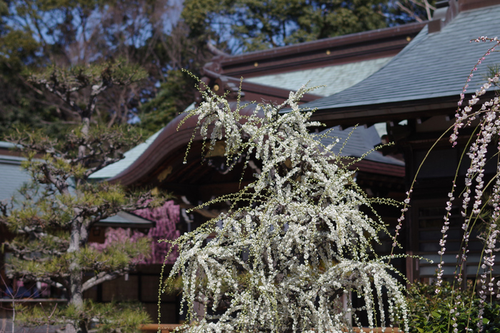 結城神社,梅花(KS2_1931,55 mm,f-2.2,KS2)2015yaotomi_.jpg