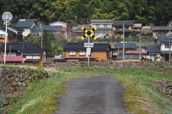若桜鉄道,撮影地(E5210001,115 mm,f-2.8,E-M5MarkII      )2015yaotomi.jpg